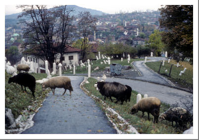 丘の上にある墓場と、羊の帰宅風景